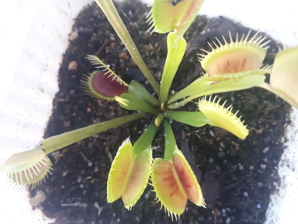 Ripper Plants PH