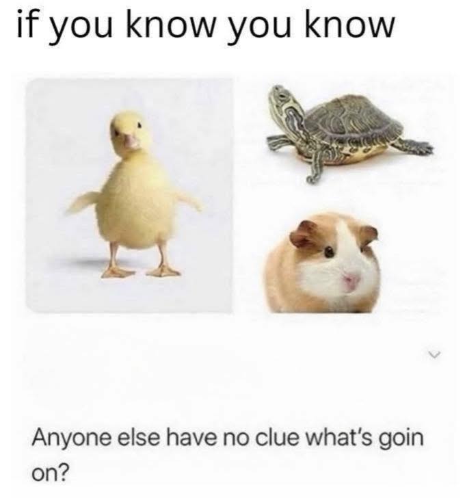 Bird Memes | Haha i definitely know | Facebook