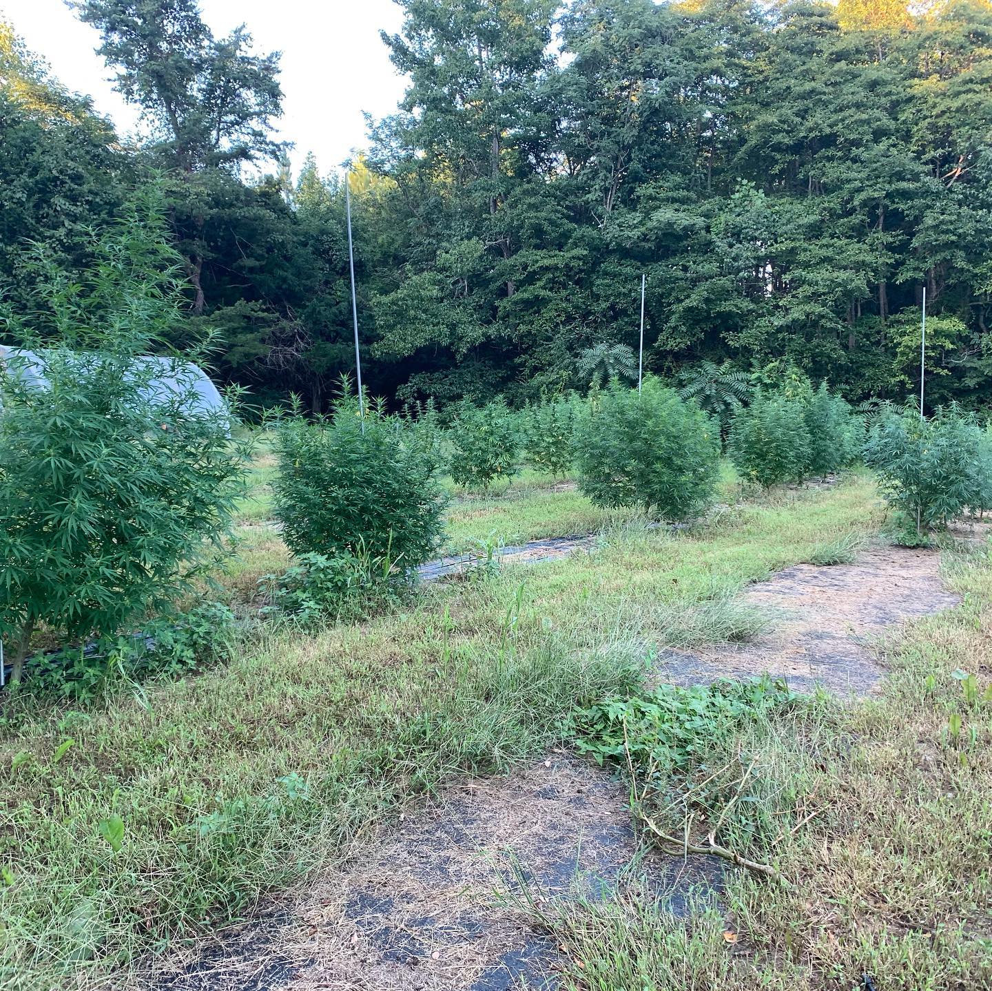 Smokey Ridge Farm