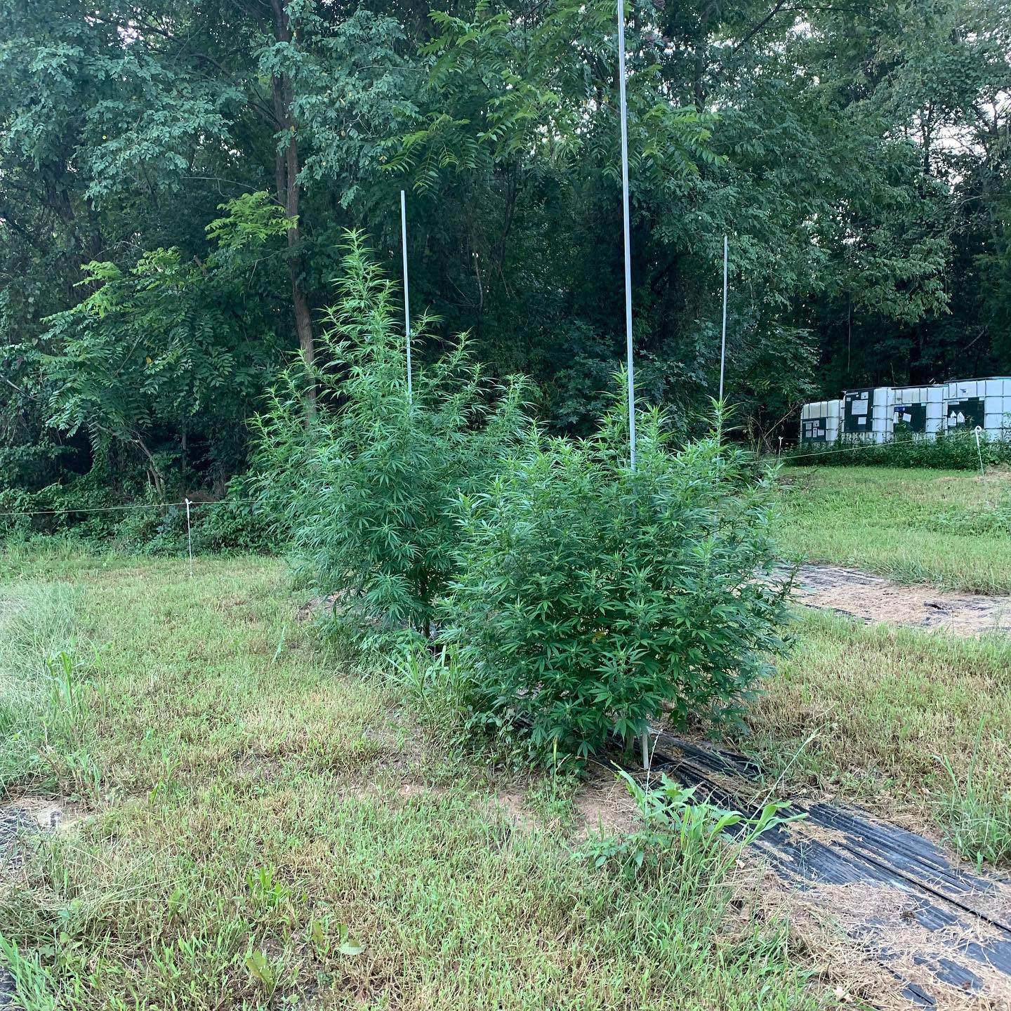 Smokey Ridge Farm