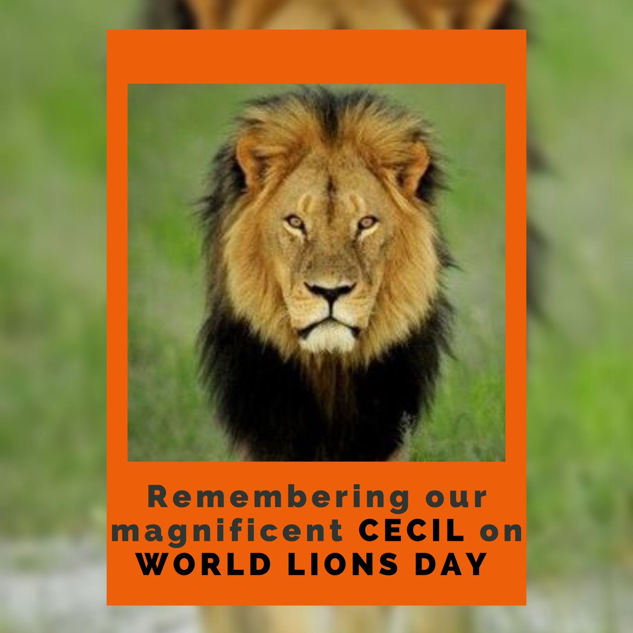 Remembering our CECIL... - Animal Heroes Hall Of Fame