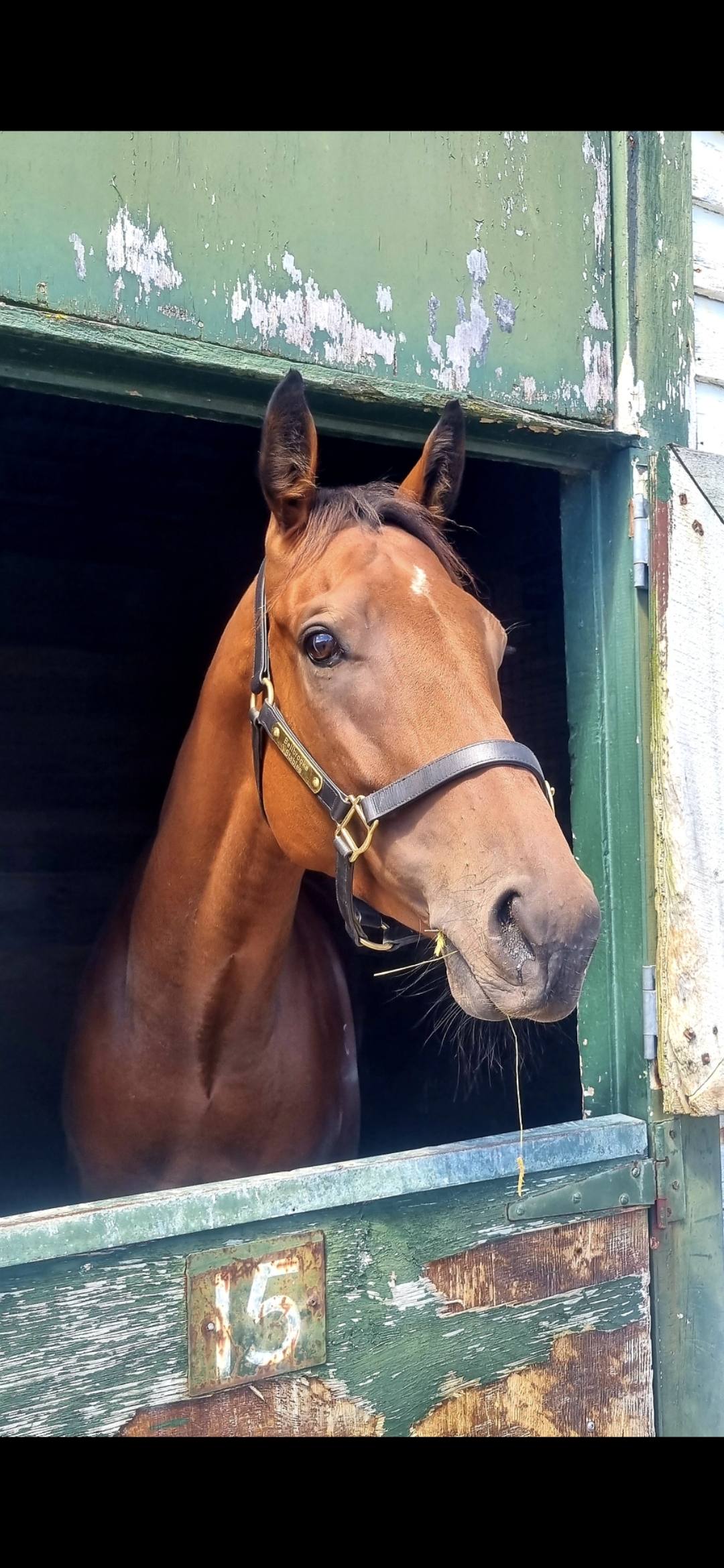Bell Brooke Racing Stables | Facebook