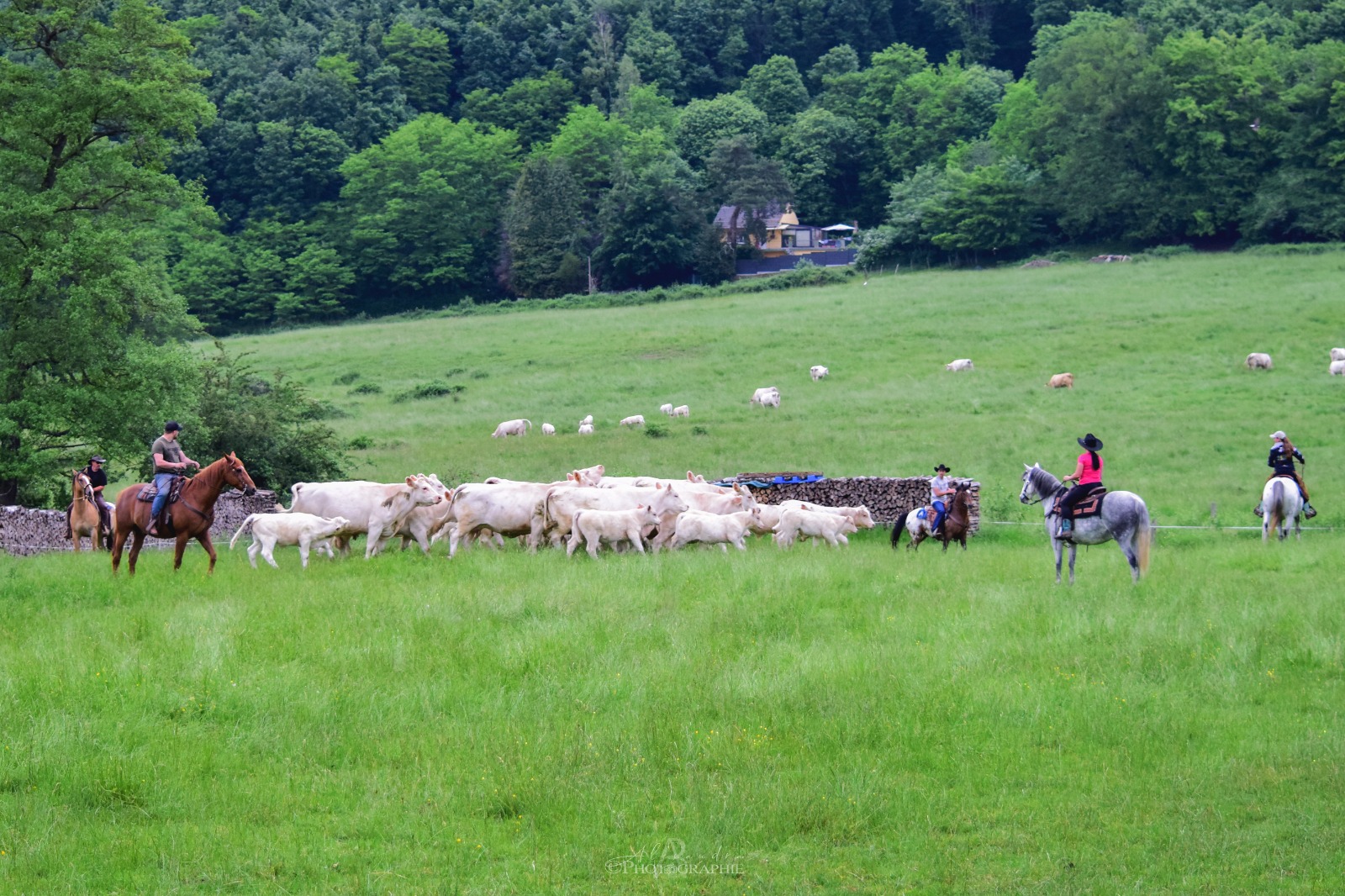 White Cow Ranch | Oberbronn