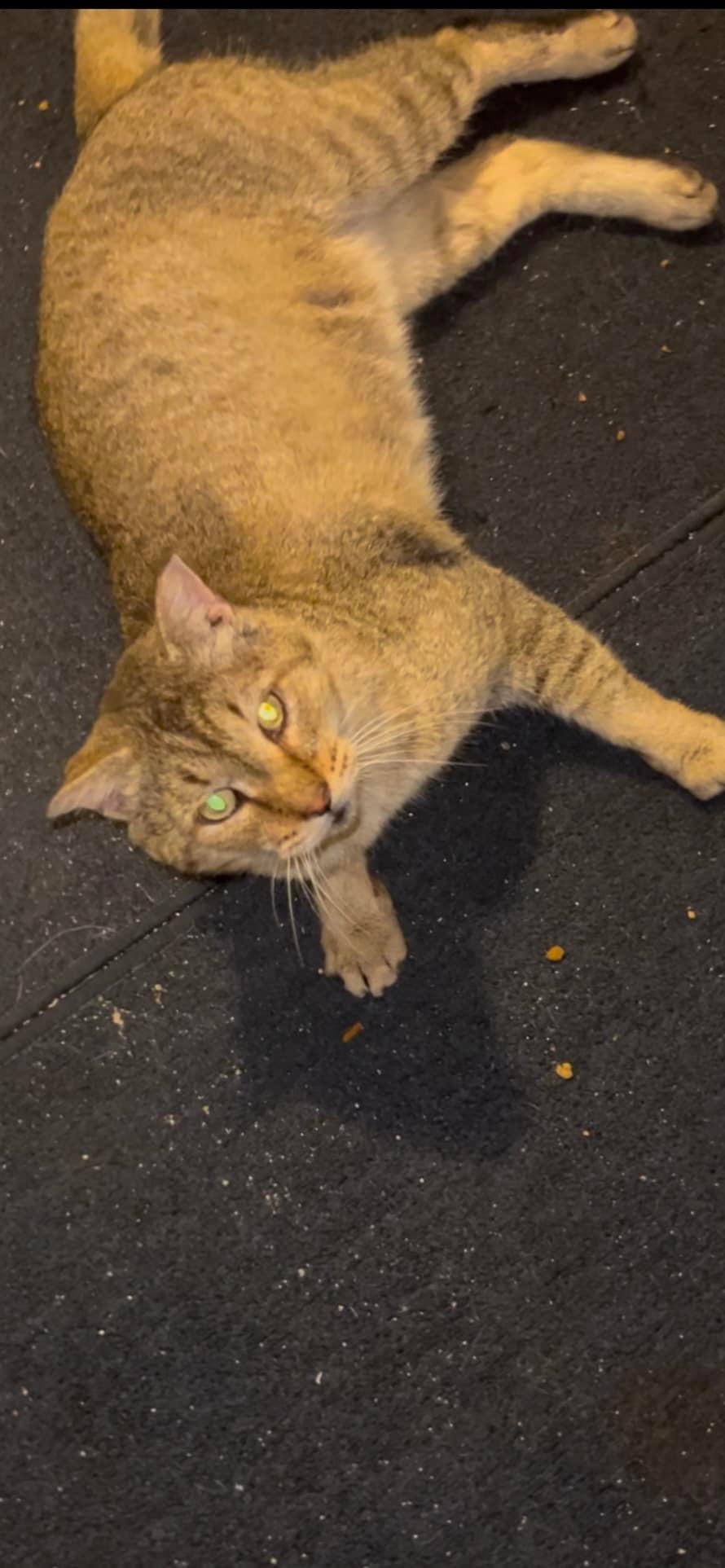 1/7/25 Twister is fighting a very bad upper respiratory infection 🙀🙀🙀🙀🙀 He went to vet where he was given a Convenia Shot and B12 injection. He has oral antibiotics to take once