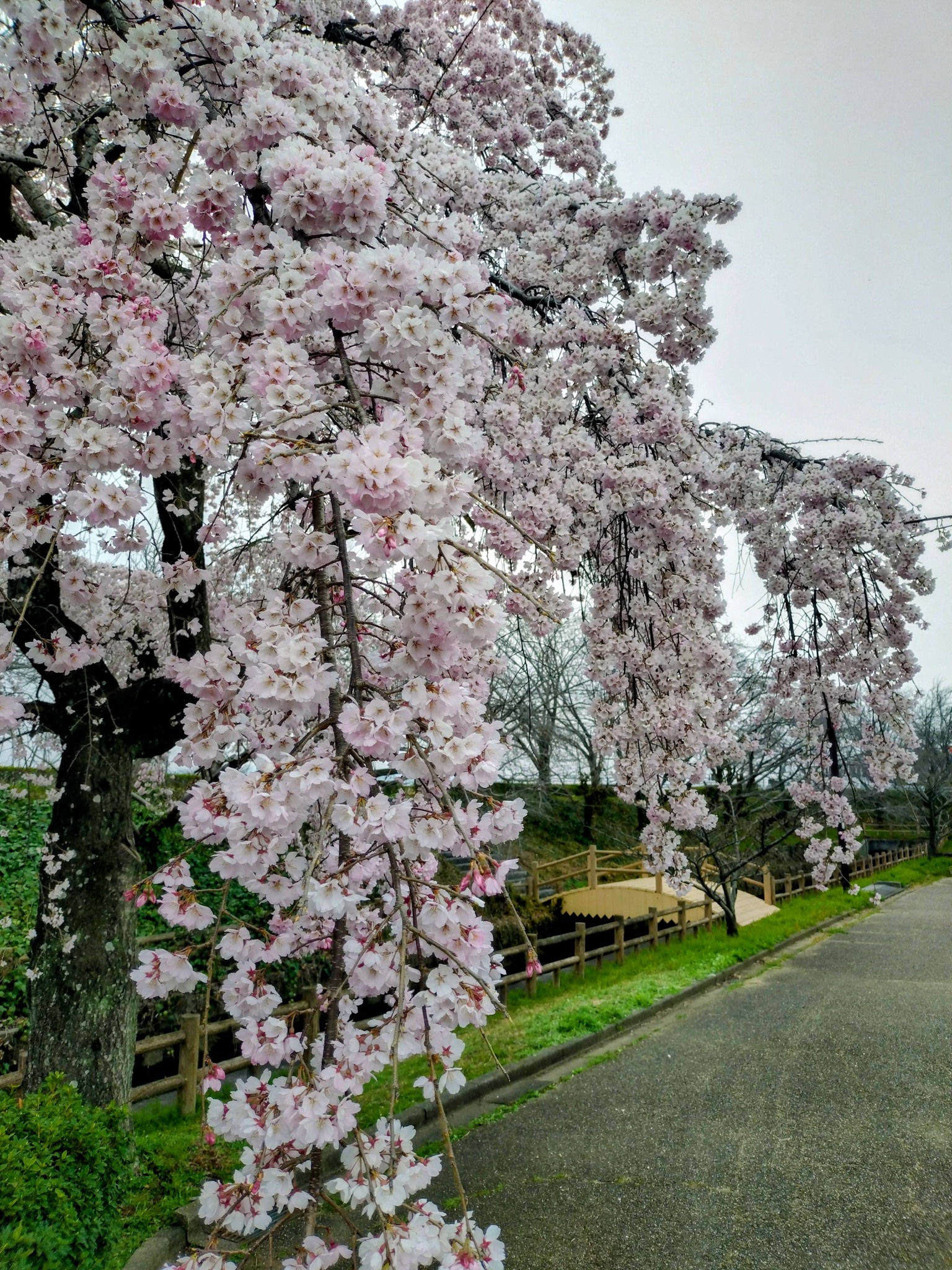 日光 川 桜 づつみ 小 公園