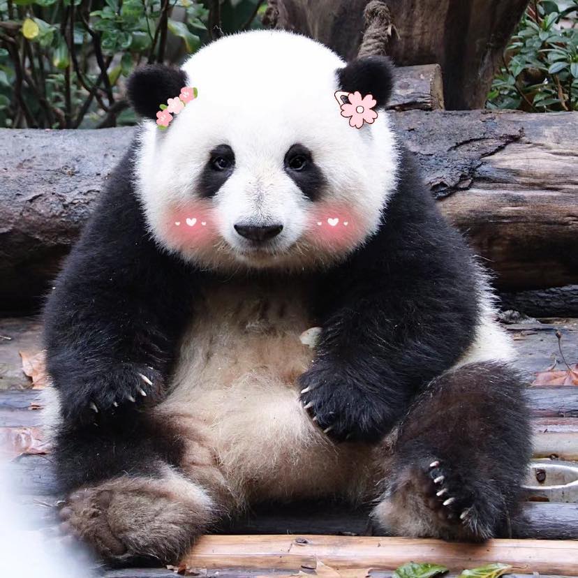 Bá Vương Hoa - 和花