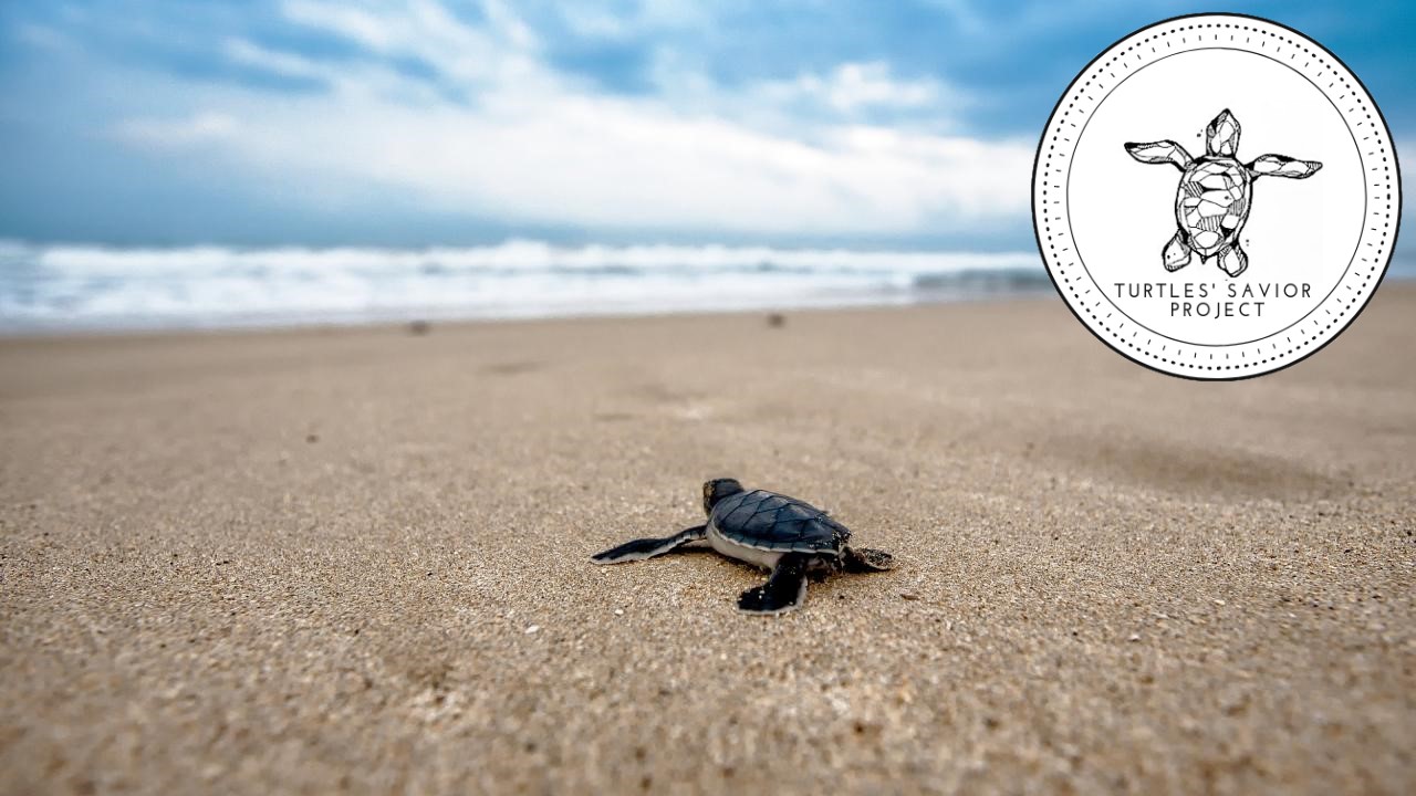 Turtles’ Savior Project