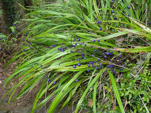Turutu (Dianella nigra) or the New... - Whakatane Kiwi Trust | Facebook