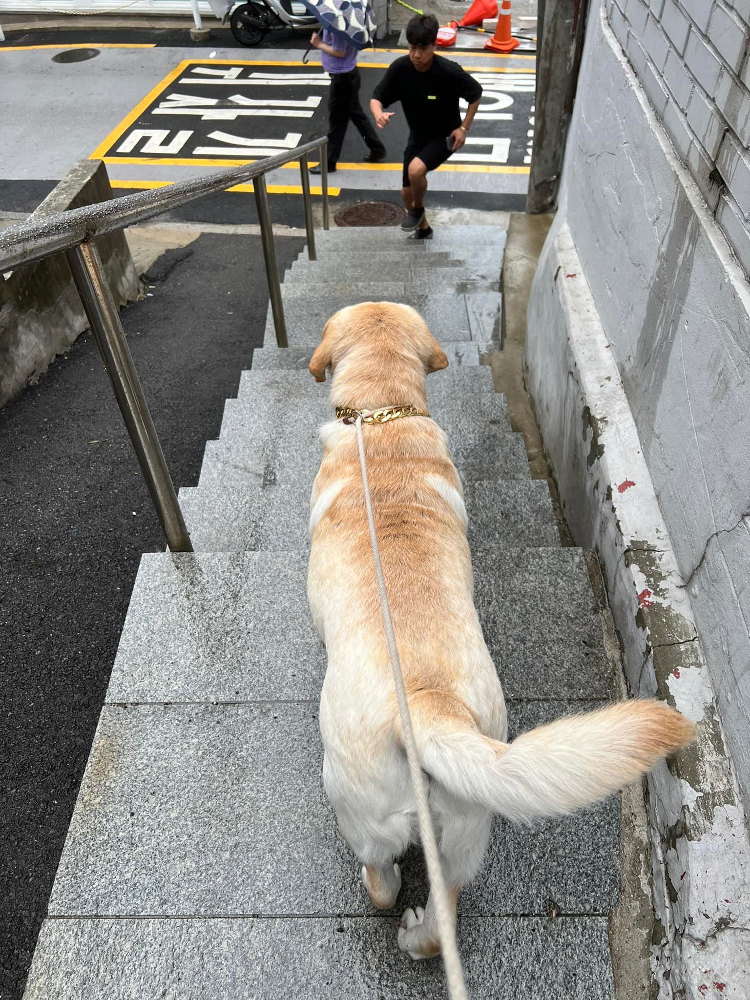 บักกุย ยิ่งฝนตก ยิ่งกุย... - Dobby Bambii labrador