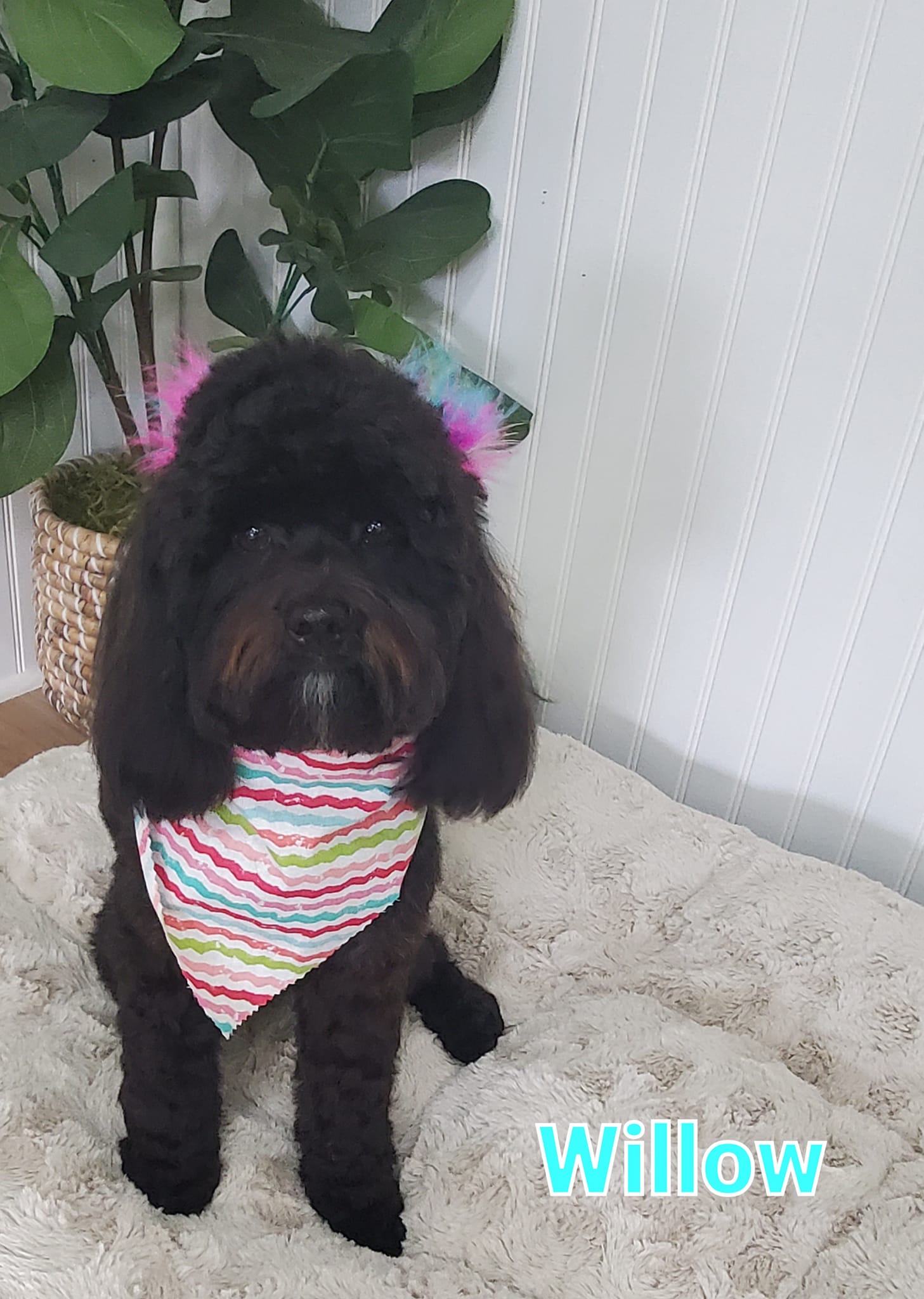 Breed Specific Pet Grooming In Kansas Reference: The Pawsh Pug All Breed Grooming
