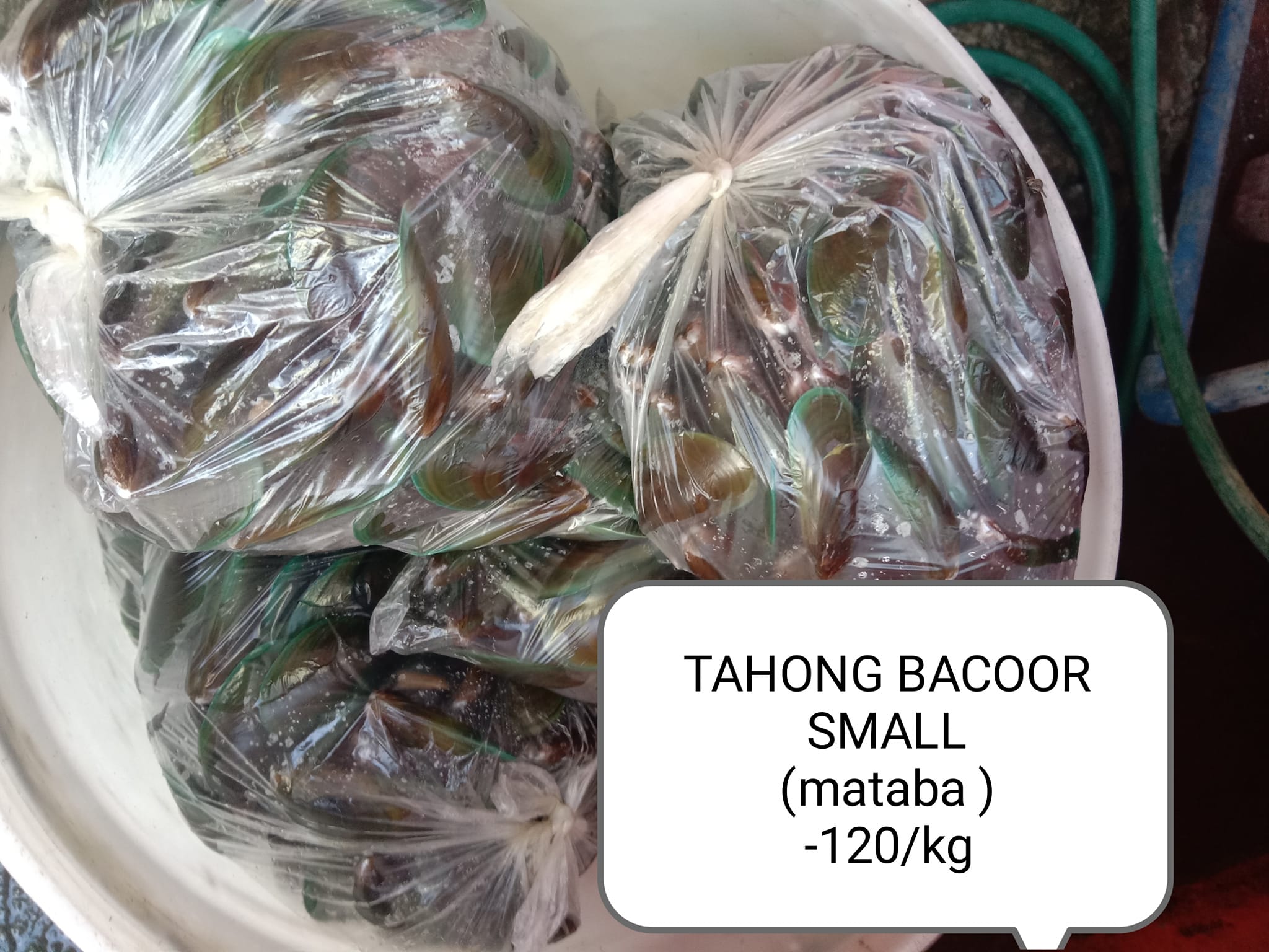 Ghellay FISH and seafoods - BANGONGON SHELL IS NOW AVAILABLE !! FOR ...