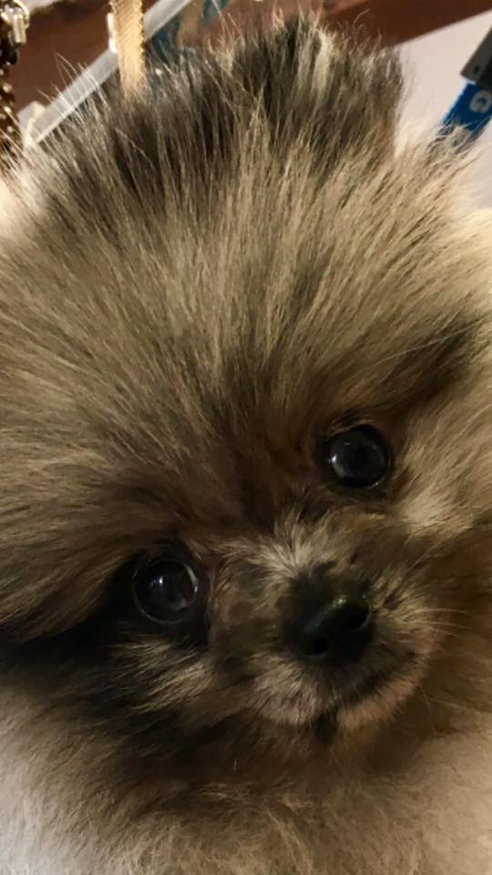 🐾 Mia,Spitz merle miniature... - DOG Saloon Toilettage Nîmes | Facebook