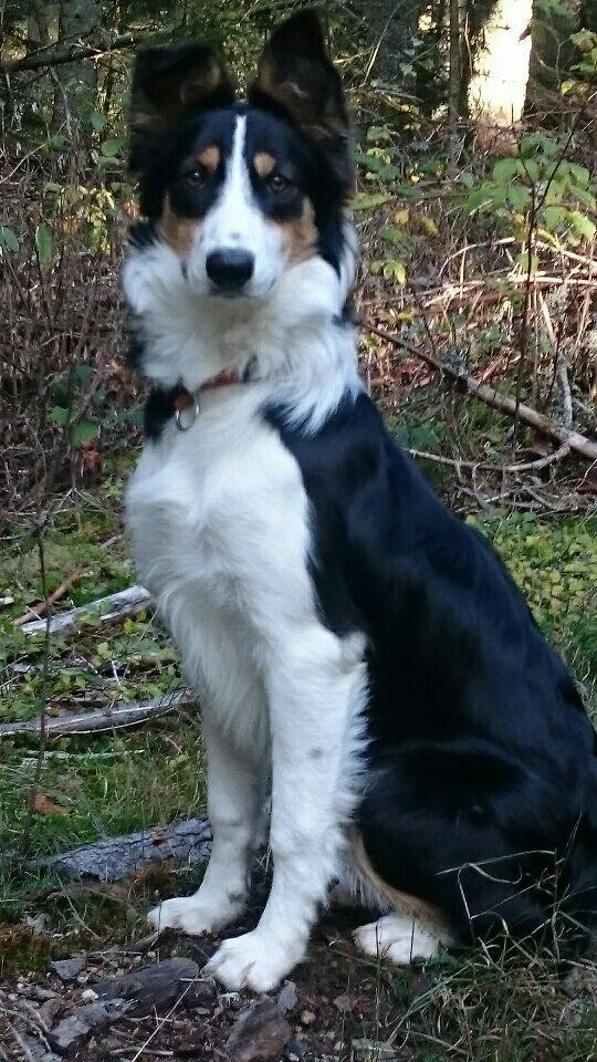 Les petits Border Collie ️ ️ ️ #bordercollie #chiots | L'Elevage d ...
