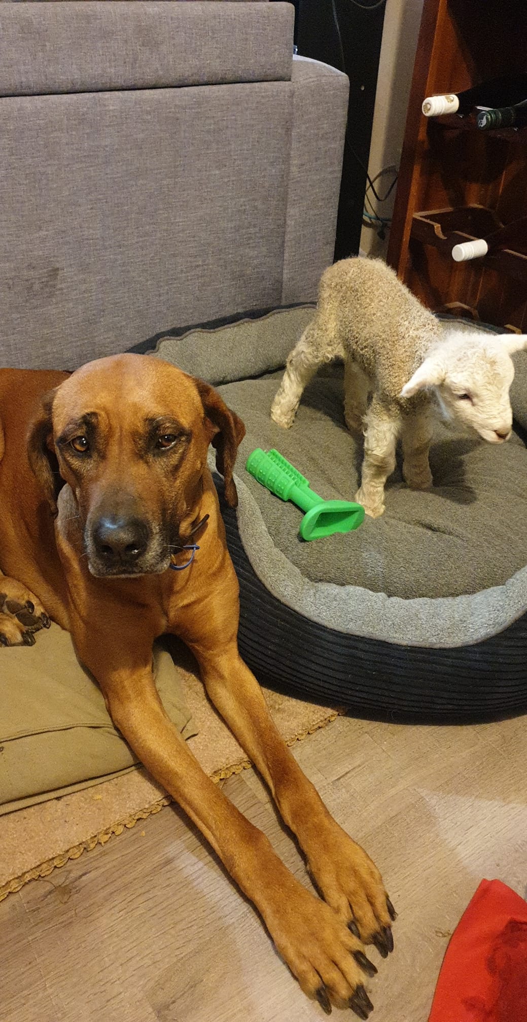 Panorama Ridgebacks | Masterton