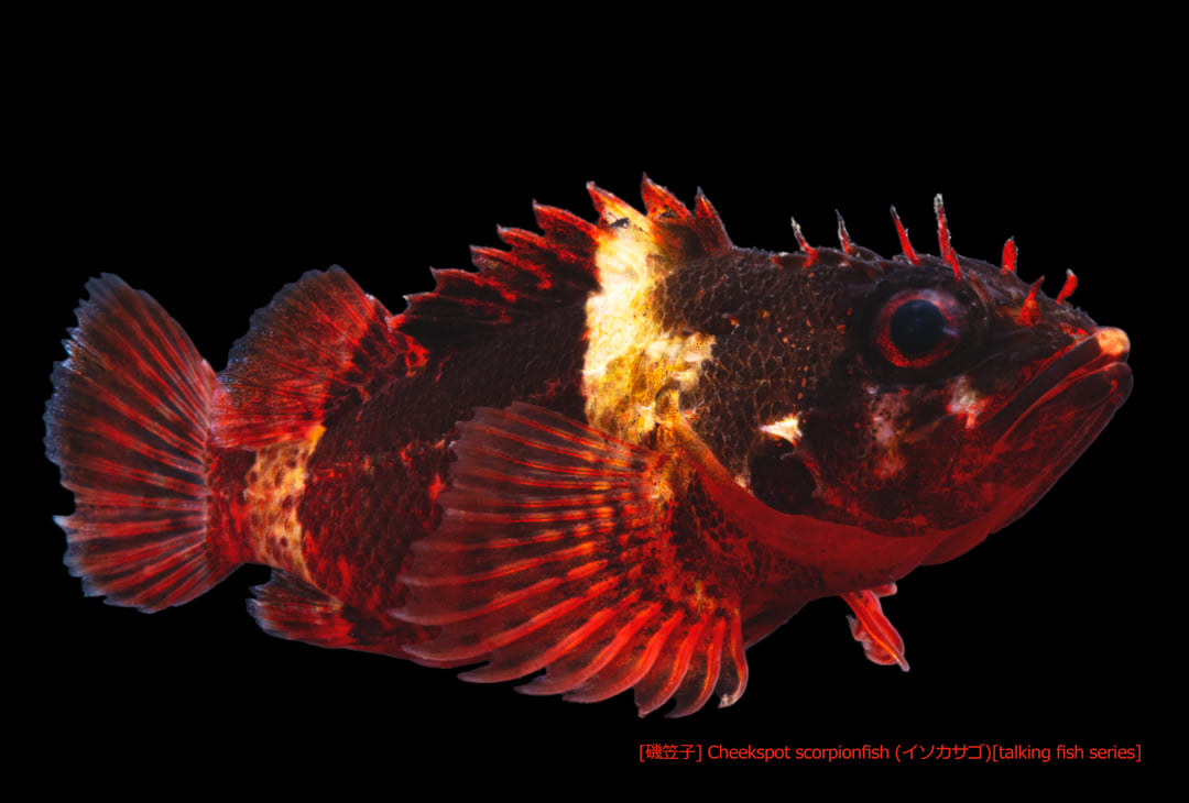 福井 あゆみ - 黒バックが似合う魚。 スズキ目フサカサゴ科イソカサゴ属 標準和名：イソカサゴ(磯笠子)...