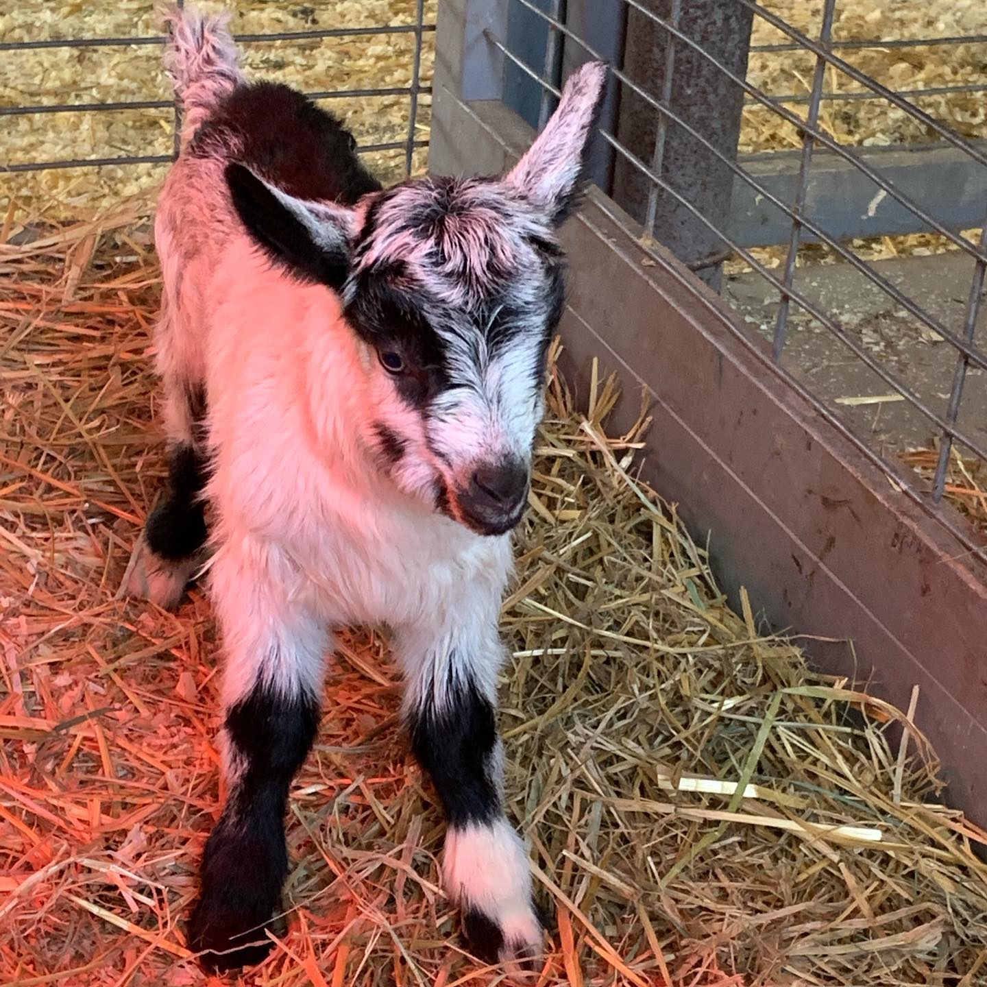 Asgaard Farm & Dairy | Au Sable Forks NY