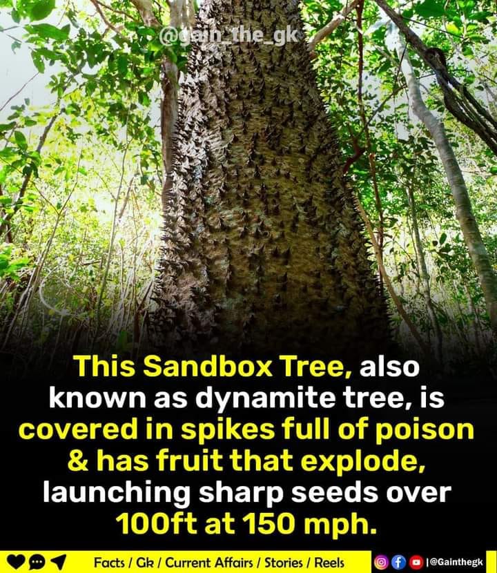 Hura crepitans, the sandbox tree, also known as possumwood and