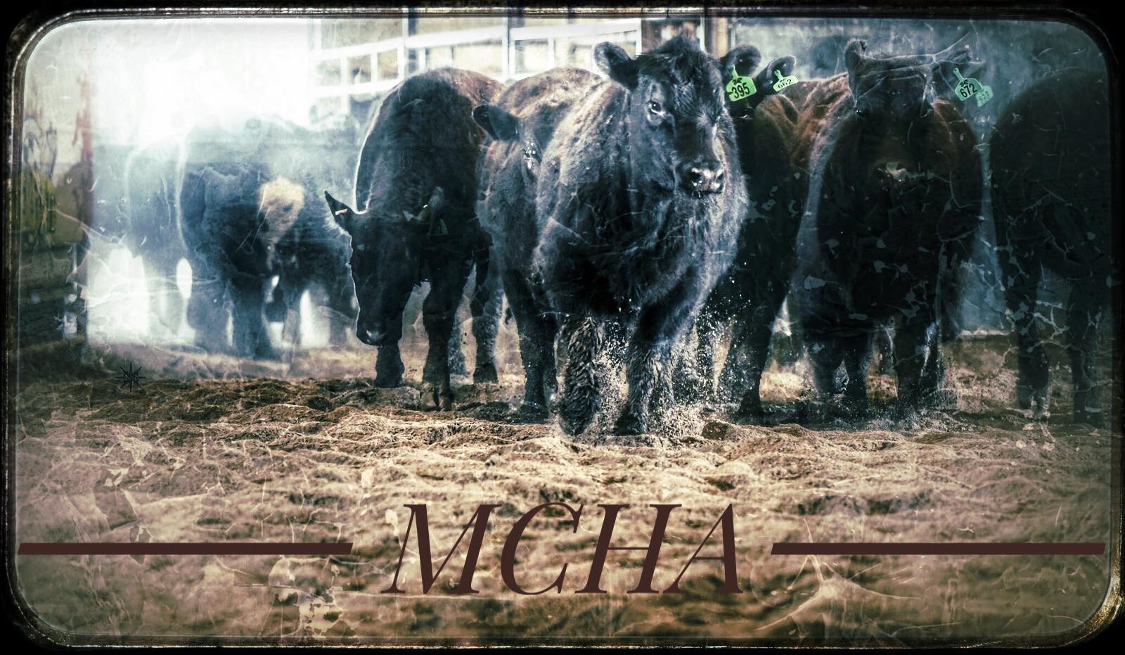 88 RANCH PERFORMANCE HORSES... - 88 RANCH PERFORMANCE HORSES