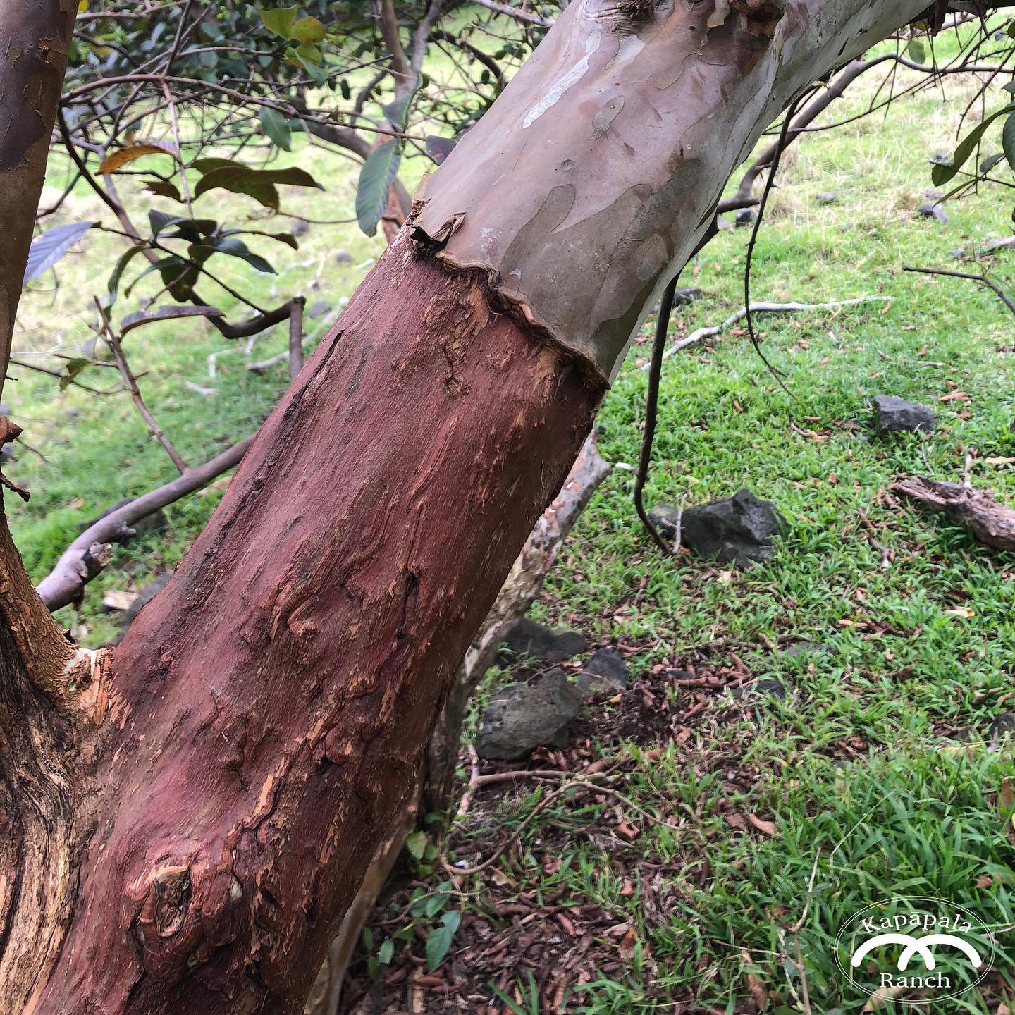 Kapapala Ranch - We have been running large goat herds for...