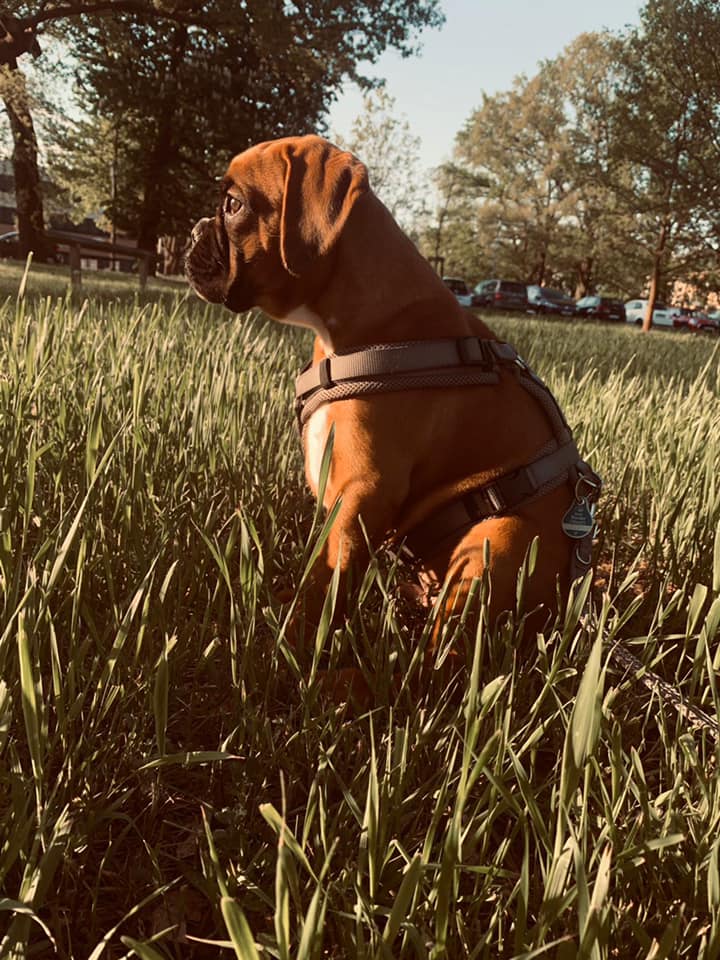 Boxer vom Feldschlößchen