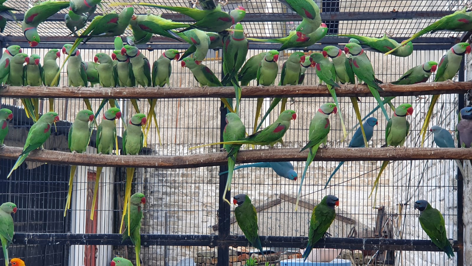 Curated visual reference: Visual Reference: Umer Khattab Birds Aviary