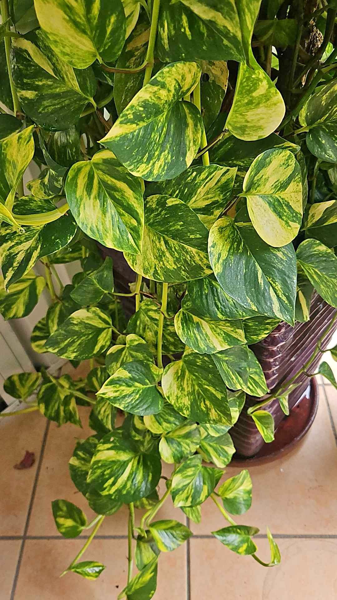 Golden Pothos - Plants & Seedlings - Belmont, New South Wales ...