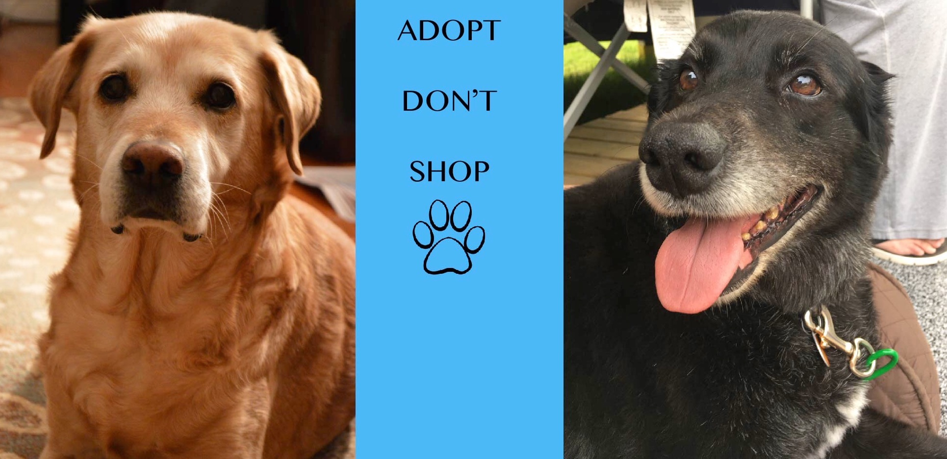 Senior Paws Canada