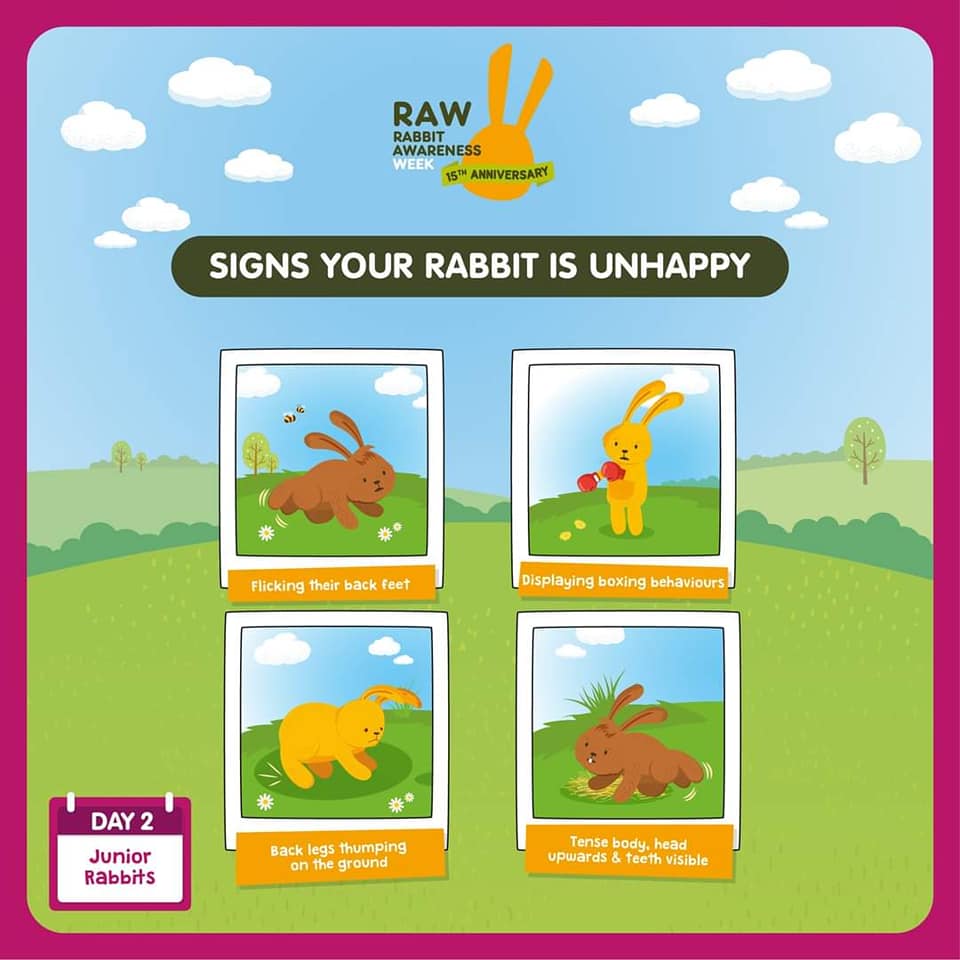 🐰 RABBIT BEHAVIOUR 🐰 It's... - RSPCA The Stubbington Ark