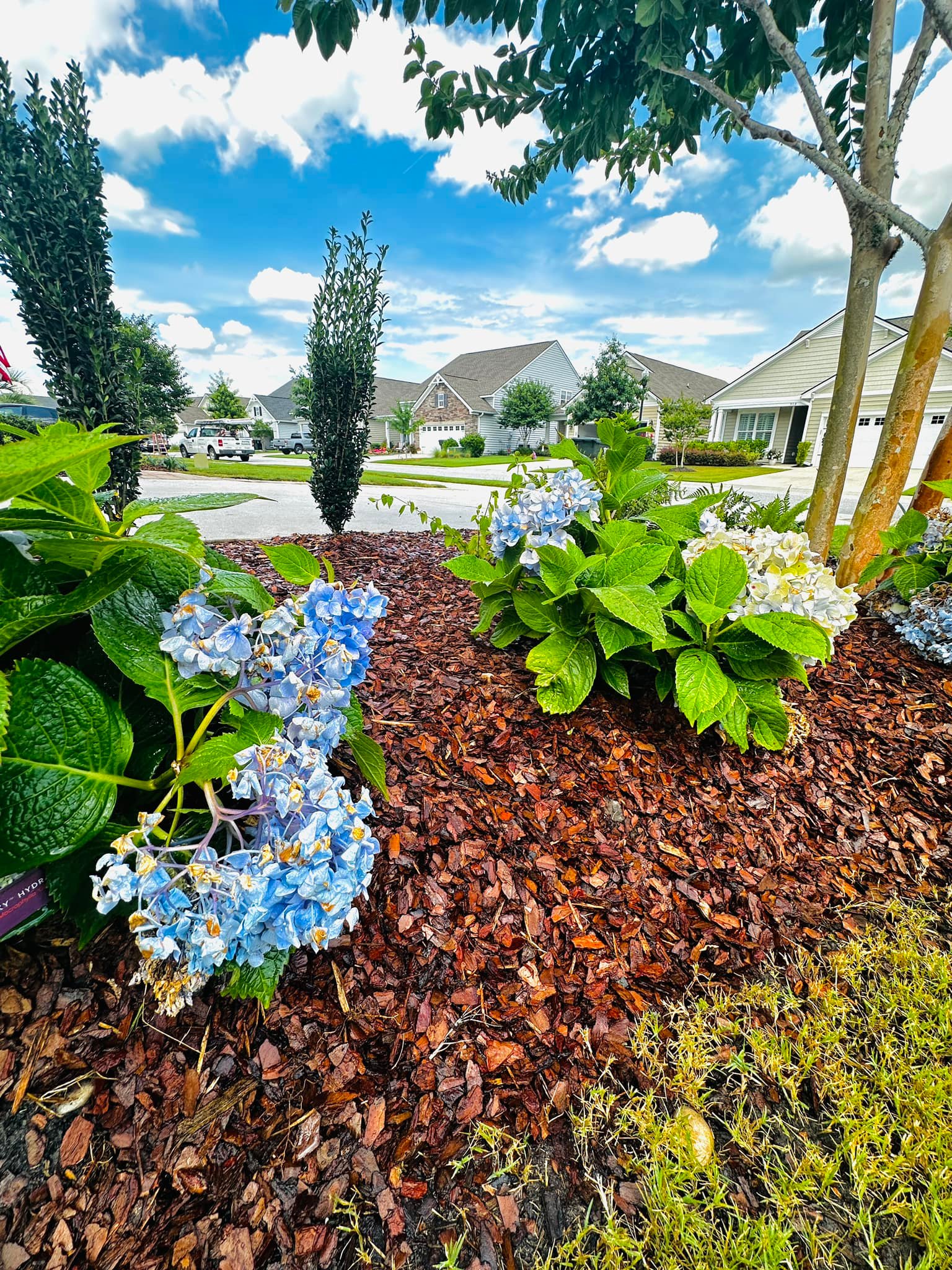 Carolina Blue Landscaping | Charleston SC