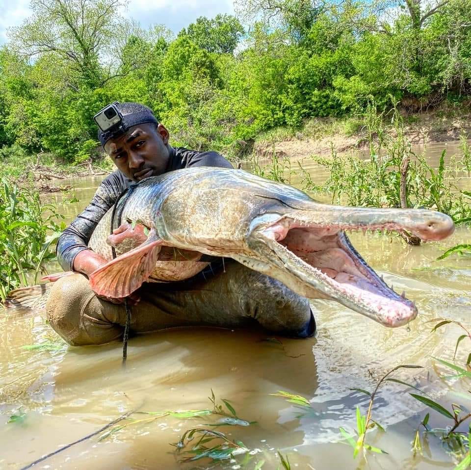 Here's a massive Alligator gar from Panther Swamp Wildlife Refuge