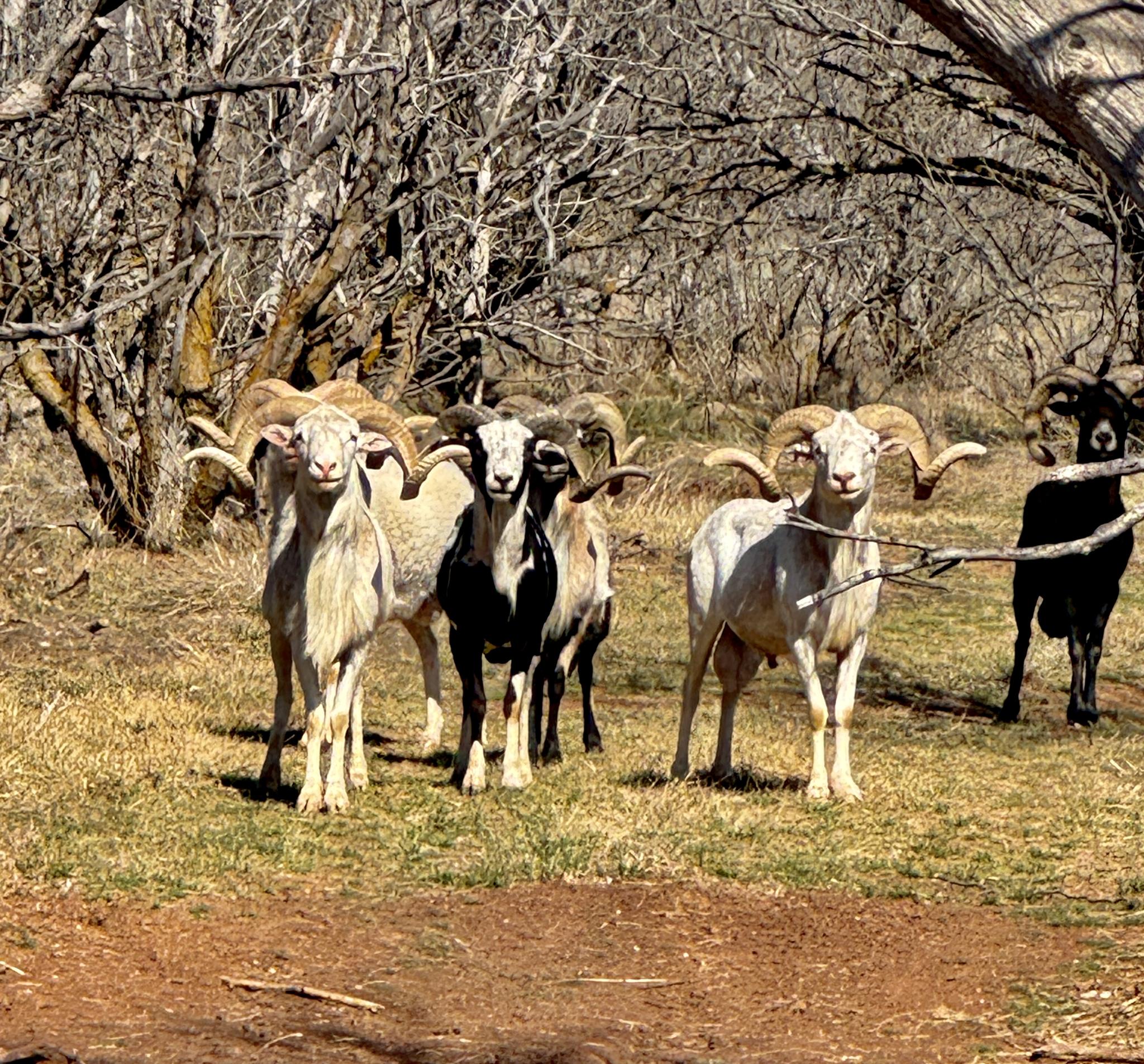 Hunting with Soldiers | 🐏 Trophy Rams are on the move at Bretting Texan ...