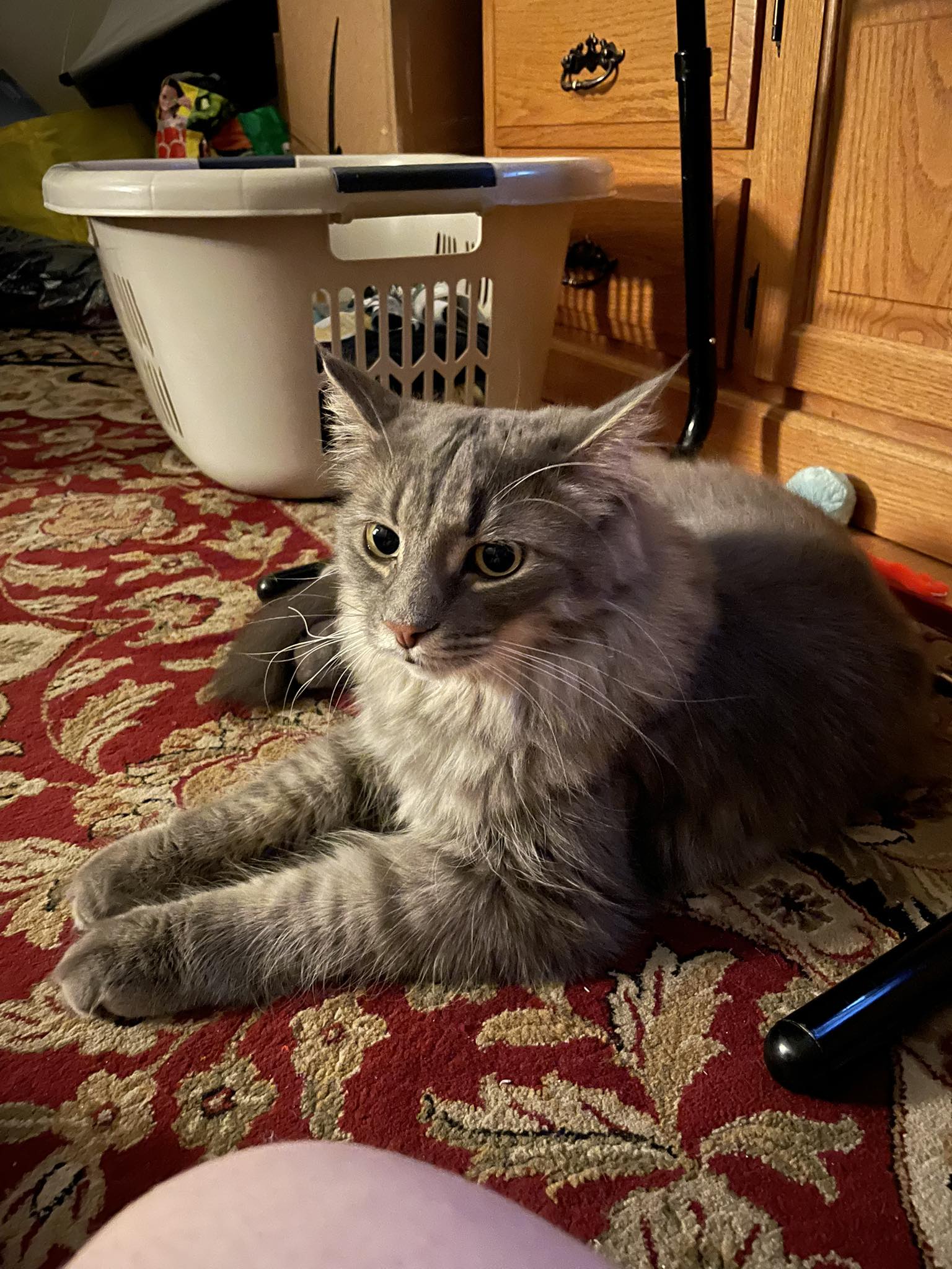 Michelle's Kitten Rescue & Adoption Group | Does anyone have any ...