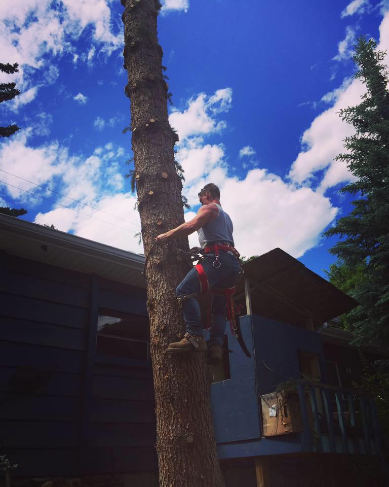 Timber Ridge Tree Service | South Calgary, Calgary AB