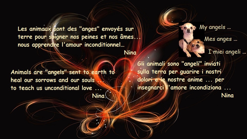 animals-lovers-amoureux-des-animaux-amanti-degli-animali