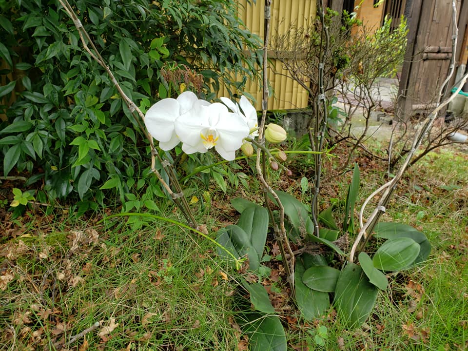 野口 裕子 春にもらって花がすべて散った胡蝶蘭を庭に地植えしていたら なんと こんなに綺麗に花開いていました こん Facebook