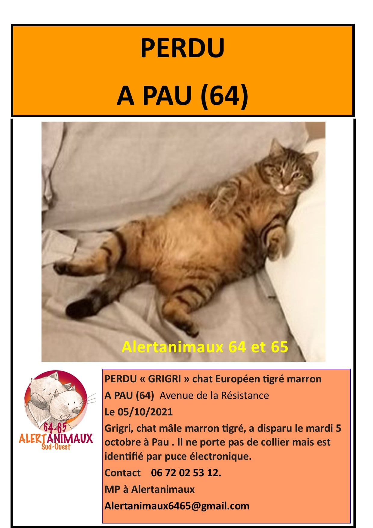 Alertanimaux 64 Et 65 Perdu Grigri Chat Europeen Tigre Marron A Pau 64 Avenue De La Resistance Le 05 10 21 Grigri Chat Male Marron Tigre A Disparu Le Mardi 5
