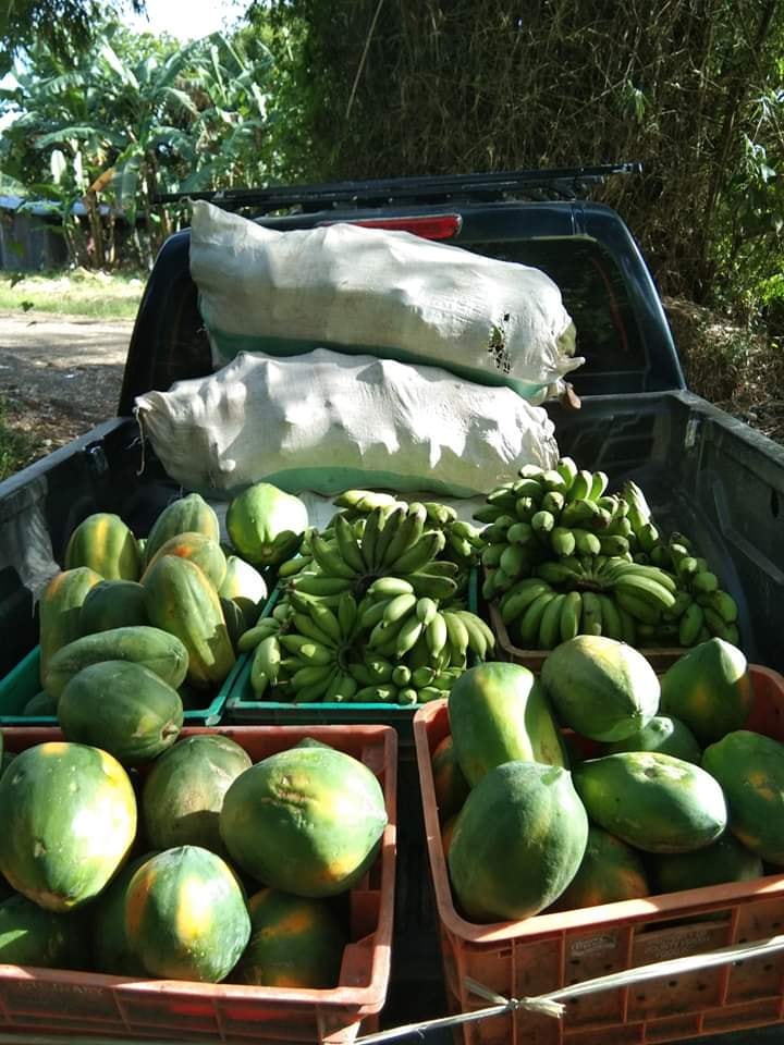 Iloilo Cacao Nursery