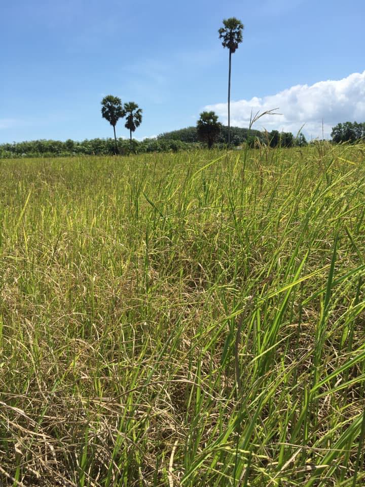 Jungle rice ข้าวป่าธรรมชาติ... - Jungle rice ข้าวป่าธรรมชาติ