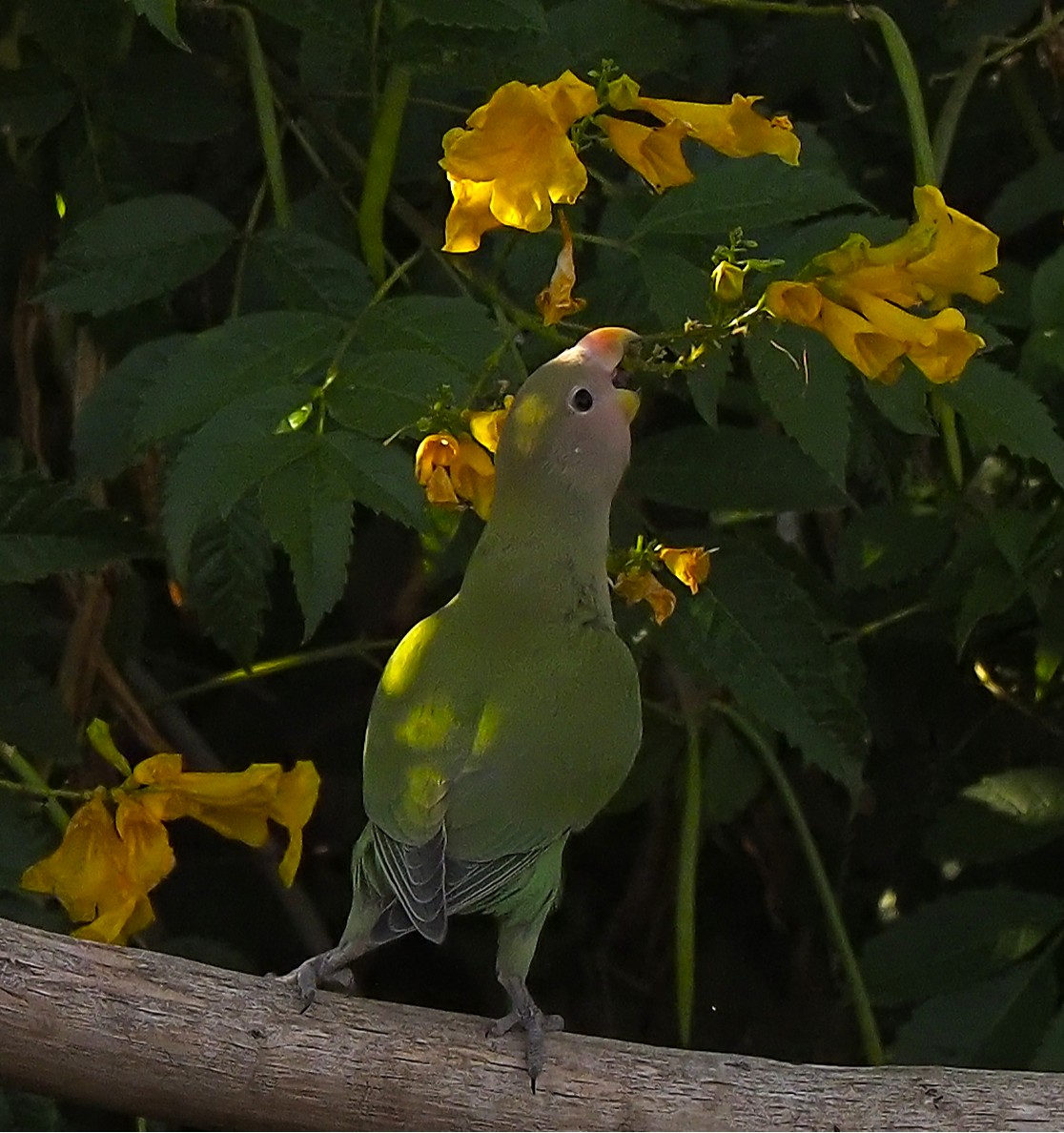 Discovering yellow-collared lovebirds in Phoenix