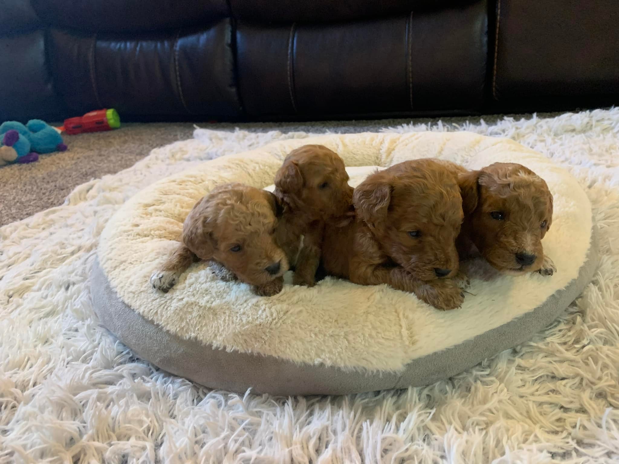 Perry Paws - Our Mini Goldendoodle puppies are now 3 weeks... | Facebook