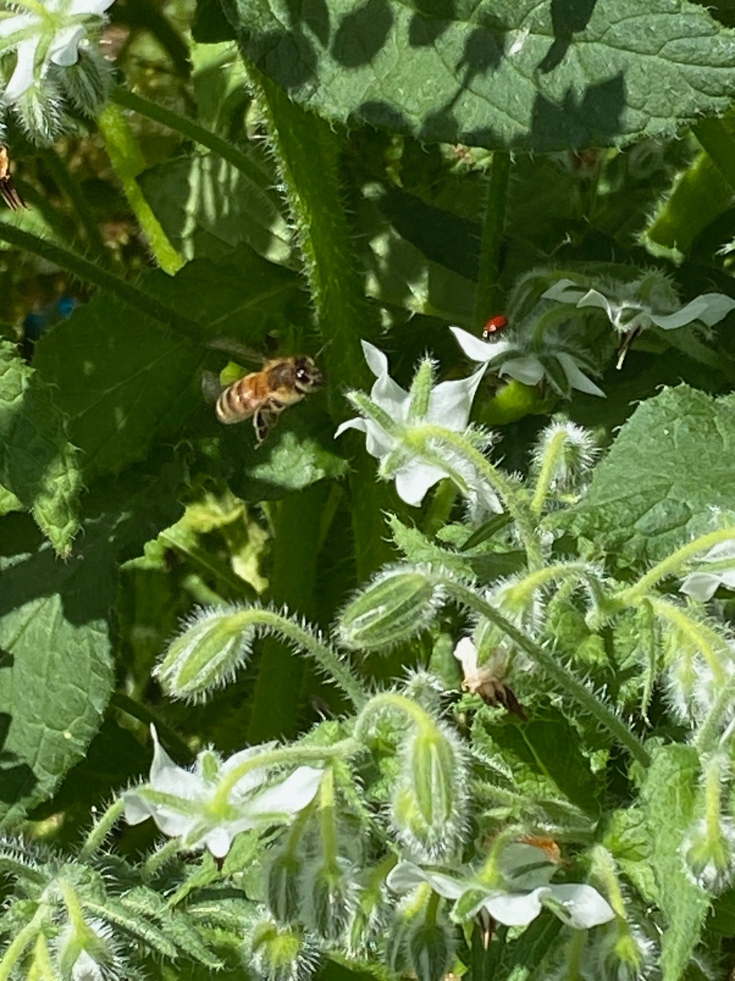 Borage in Oregon