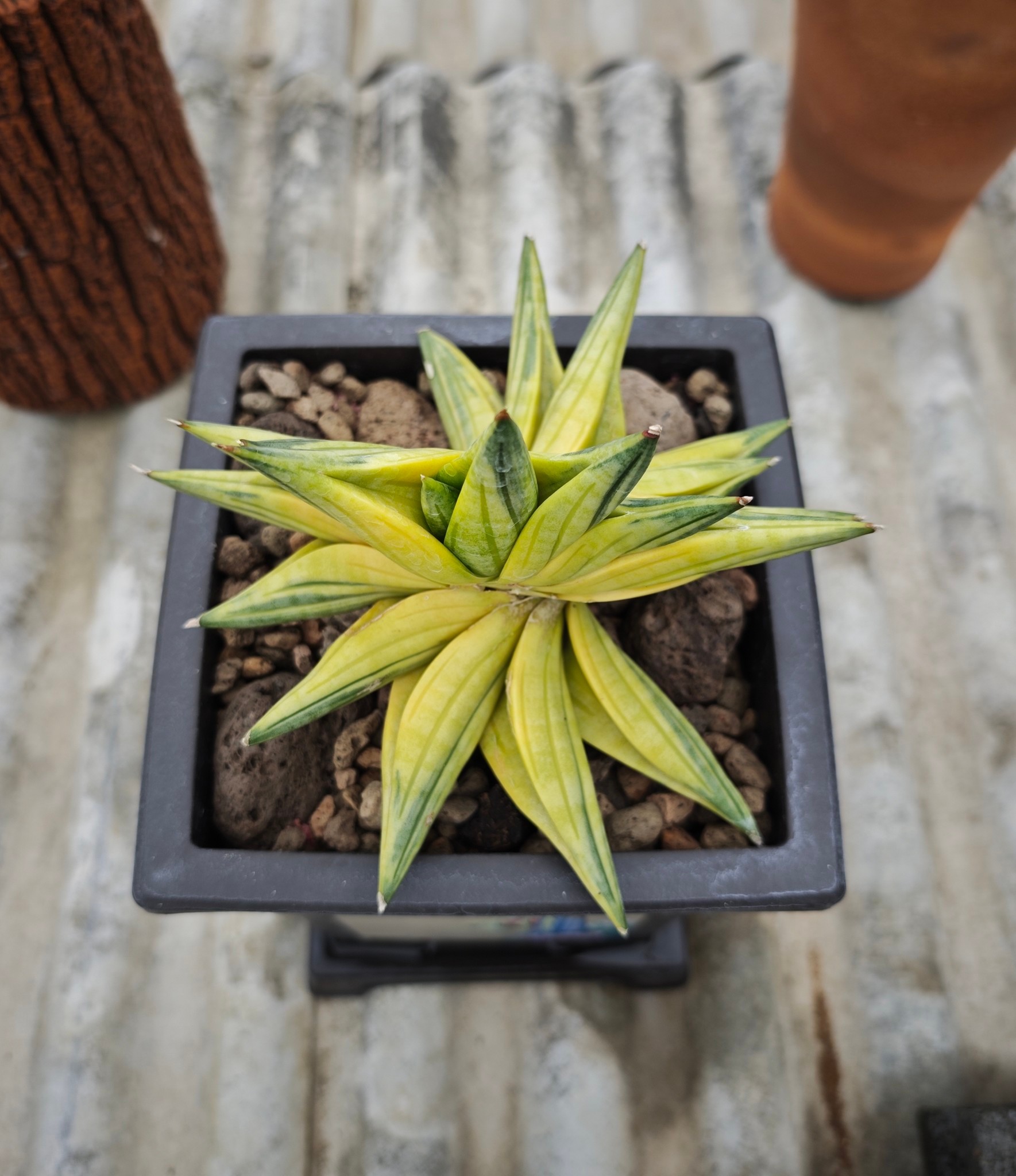 Sansevieria black pearl variegated plant