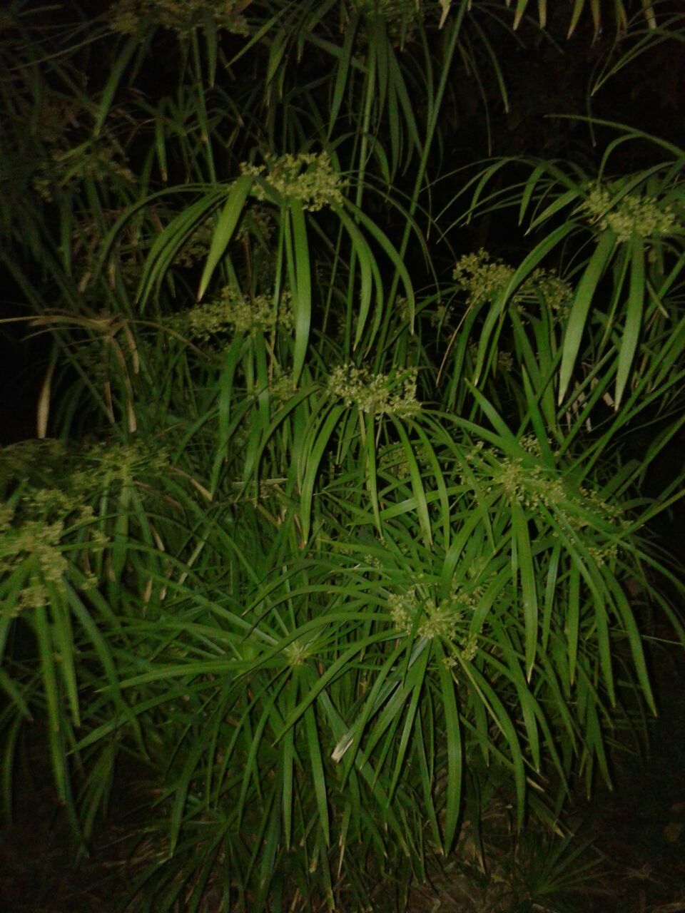 Plantas de papiro para hacer un... - Vivero Formosa Verde