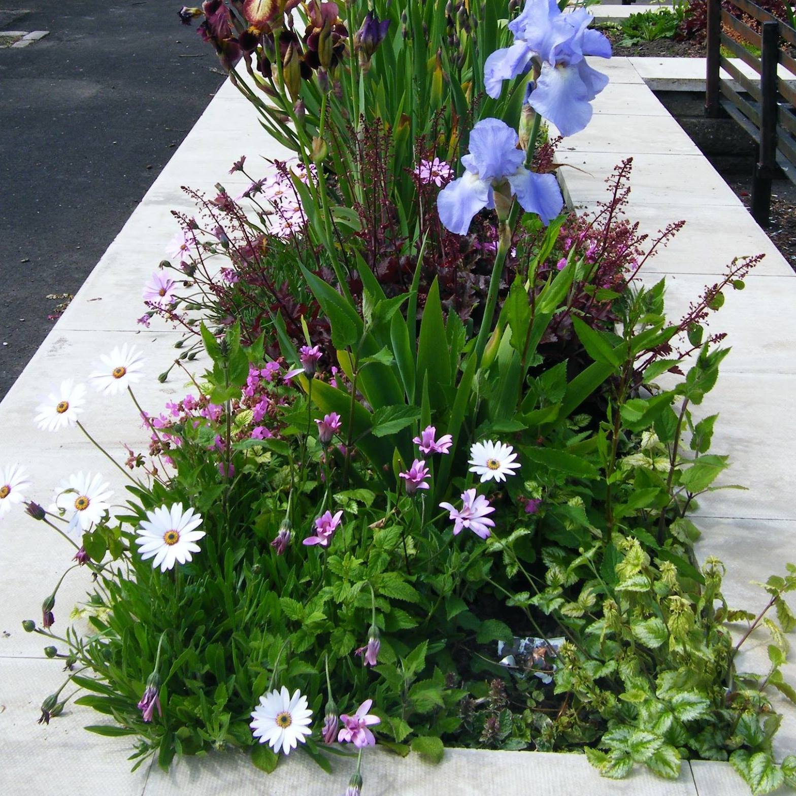 It was a very busy morning for eleven Ulverston in Bloom volunteers ...