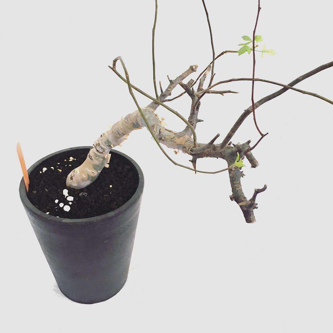 Commiphora kataf - 橄欖王 W’s Burseraceae | Facebook