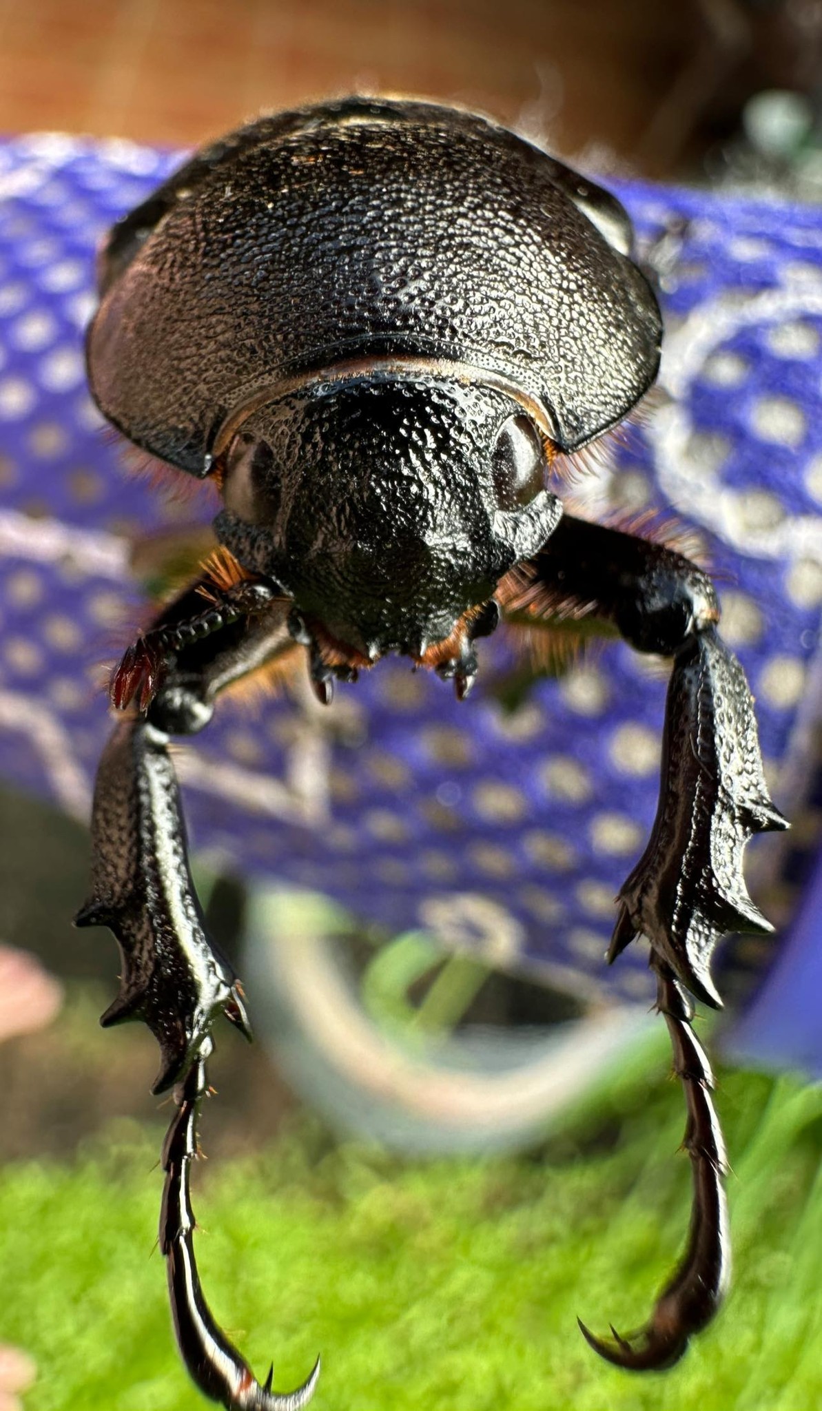 標本 Australia Bolboceratidae sp. 25mm Australia Bolboceratidae sp. 25mm Sand turd beetles — Mallee