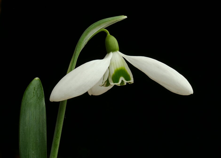 The snowdrop is a symbol of Imbolc -... - RHS Garden Rosemoor | Facebook