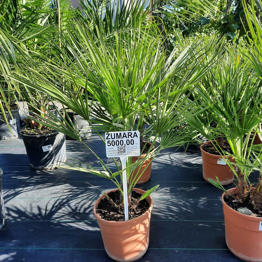 ASC Garden - Chamaerops humilis🌿Žumara- palma koja je vrlo... | Facebook