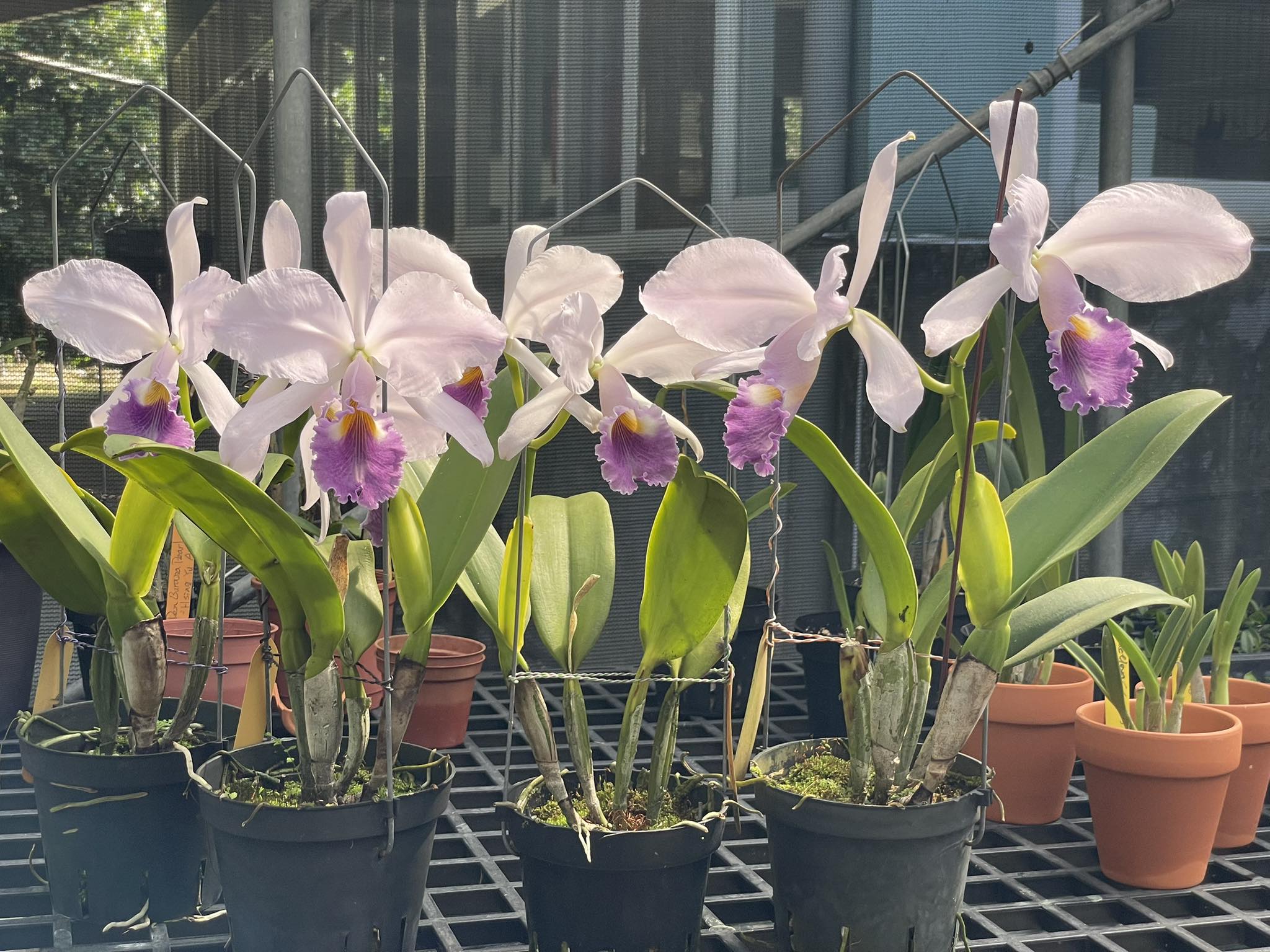 Cattleya walkeriana f.aquinii 'Gifu' (MC) in full bloom. Fragrant