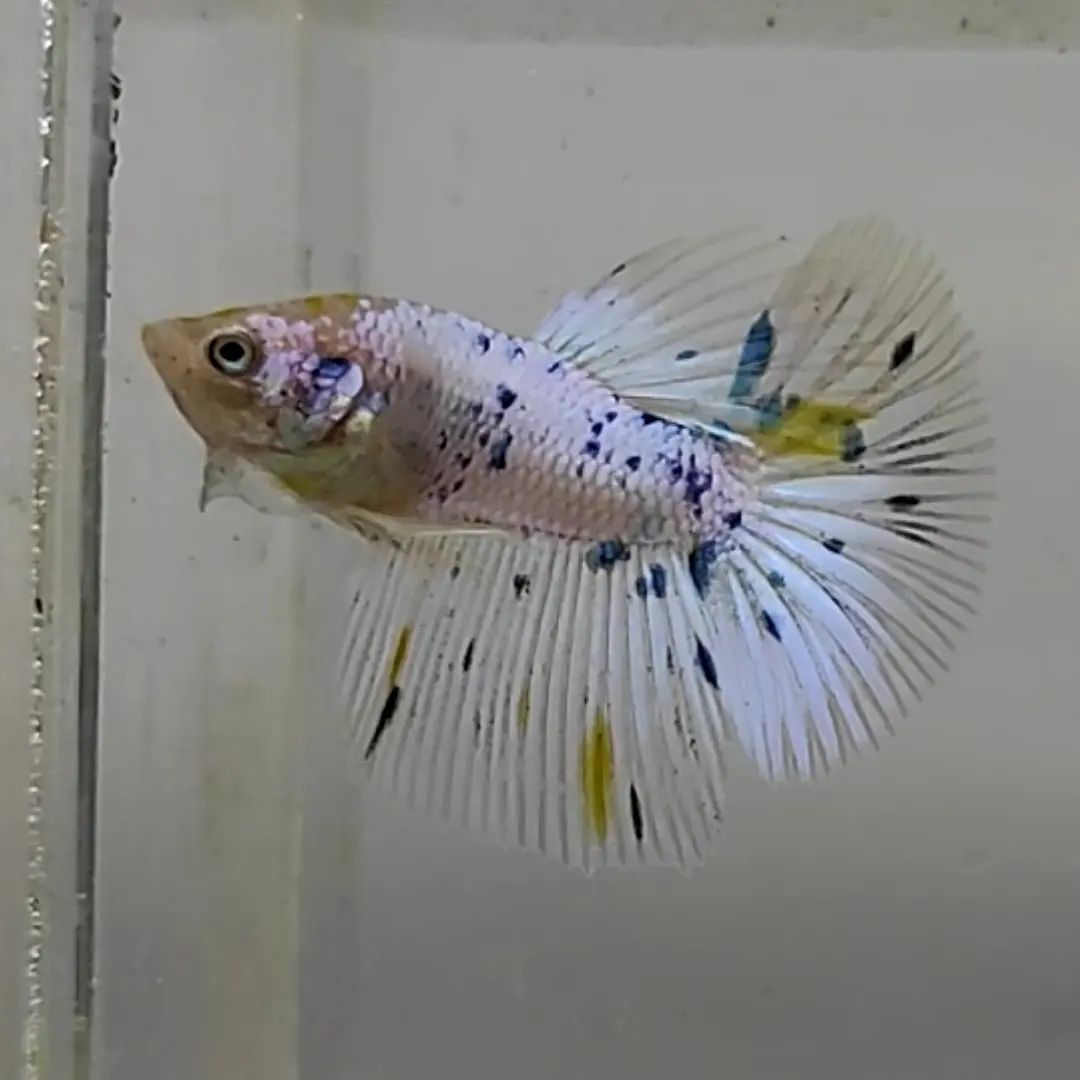 Betta Raptor | Jakarta